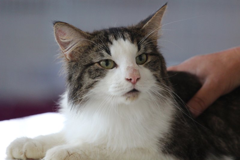 fotoreportaj feline superbe din peste 15 rase au defilat gratioase in mamaia 502500