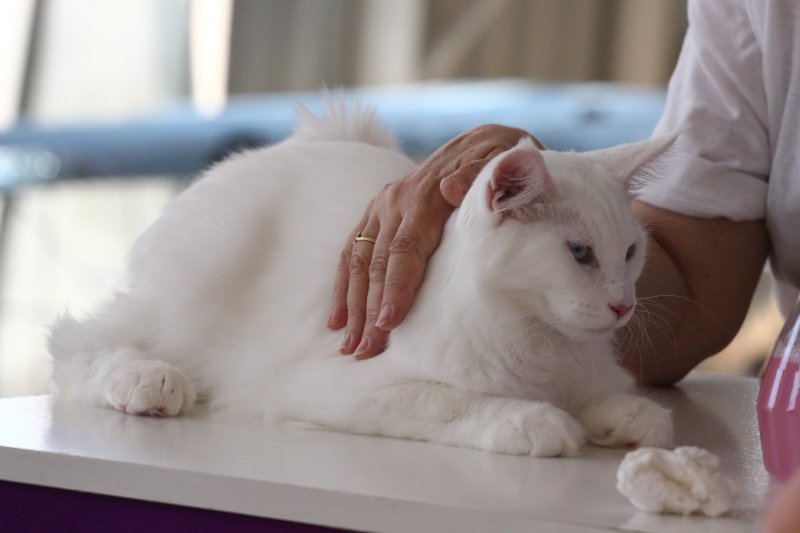fotoreportaj feline superbe din peste 15 rase au defilat gratioase in mamaia 502500