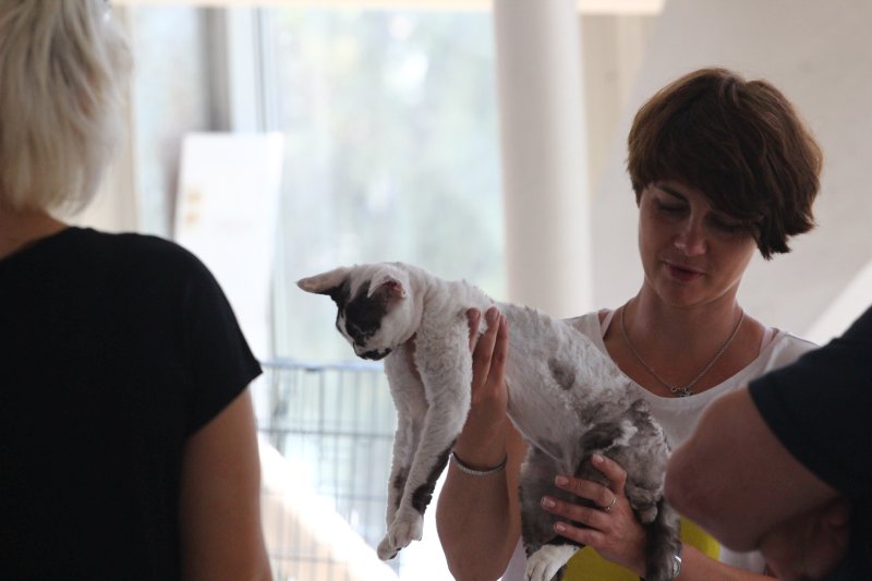 fotoreportaj feline superbe din peste 15 rase au defilat gratioase in mamaia 502500