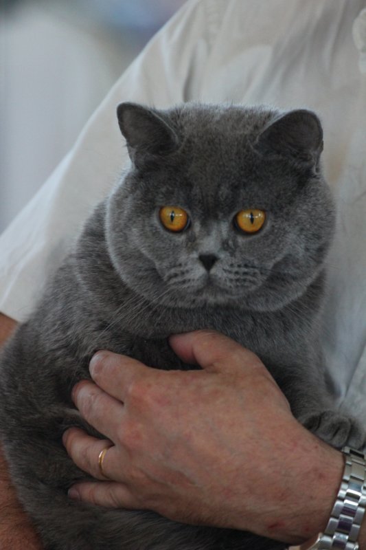 fotoreportaj feline superbe din peste 15 rase au defilat gratioase in mamaia 502500