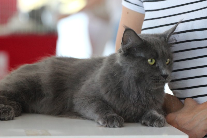 fotoreportaj feline superbe din peste 15 rase au defilat gratioase in mamaia 502500