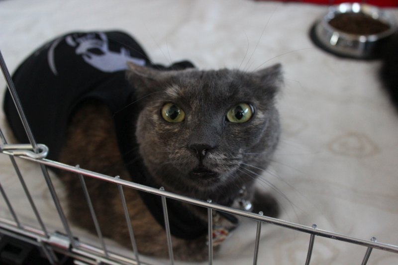 fotoreportaj feline superbe din peste 15 rase au defilat gratioase in mamaia 502500
