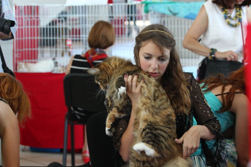 fotoreportaj feline superbe din peste 15 rase au defilat gratioase in mamaia 502500