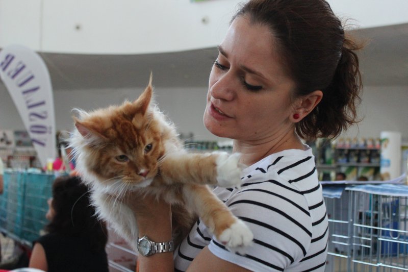 fotoreportaj feline superbe din peste 15 rase au defilat gratioase in mamaia 502500