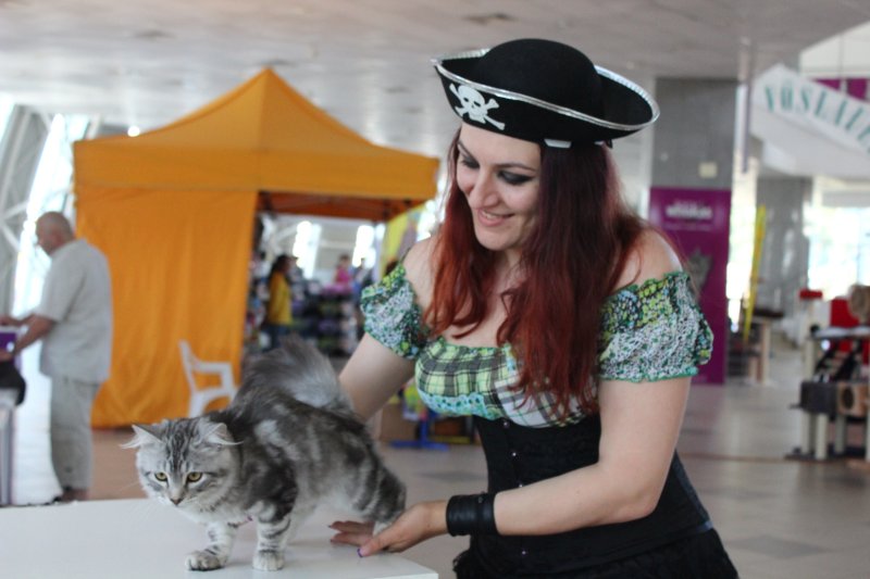 fotoreportaj feline superbe din peste 15 rase au defilat gratioase in mamaia 502500