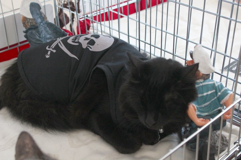 fotoreportaj feline superbe din peste 15 rase au defilat gratioase in mamaia 502500