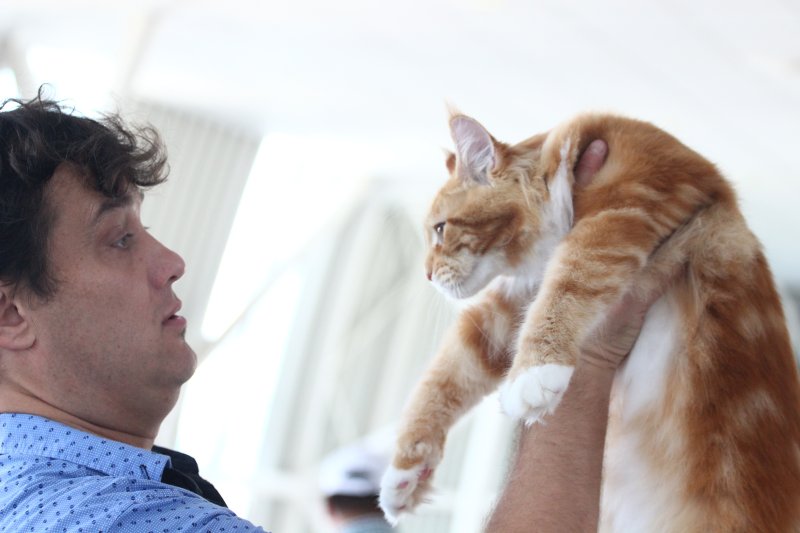 fotoreportaj feline superbe din peste 15 rase au defilat gratioase in mamaia 502500