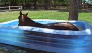 Şi animalele ştiu să se distreze Ce face un căluţ atunci când descoperă piscina copiilor