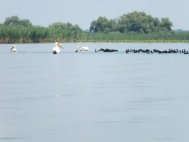 A fost lansat programul Delta Dunării pentru toţi 