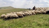 Ameninţare  la numai 150 de kilometri de judeţul Constanţa Febra aftoasă a omorât sute de animale