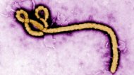 Află avertismentul Organizaţiei Mondiale a Sănătăţii cu privire la epidemia de Ebola 