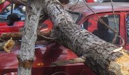 Prăpăd în Constanţa Un copac a fost dărâmat pe un autoturism