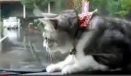 Funny video Pisica și... ștergătorul mașinii