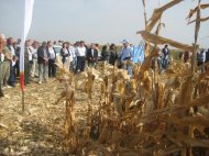 Litoral TV Ziua Porumbului în Ialomița