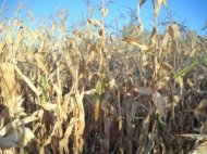 UPDATE Septuagenar ucis în apropiere de Ciocârlia  