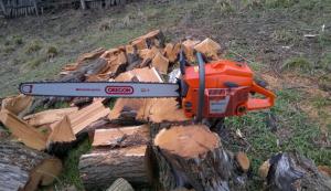 Prinşi de jandarmi tăind ilegal lemne din pădurea de lângă staţiunea Jupiter 