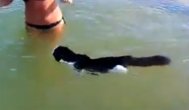 Funny video Şi cine zicea că pisicile nu înoată?