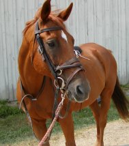 Trei bărbaţi cercetaţi pentru furtul unei cabaline  