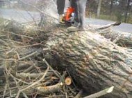 Cercetaţi penal pentru că au tăiat copaci de pe DJ 391