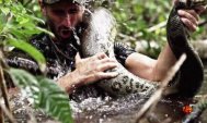 ȘOCANT. Mâncat de viu Înghițit de un șarpe anaconda uriaș! Totul, filmat! (video)