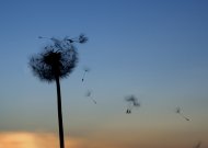 Lumea poeziilor Mihai Eminescu – Când amintirile...