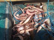 „Stop Braconajului 2015” Societăţile care comercializează peşte, la control