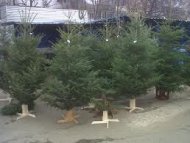 Inventivi Ca să nu aibă pierderi, comercianţii se mută cu brazii de Crăciun peste Prut  