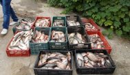 Peste 100 de kilograme de peşte, confiscate de către poliţiştii constănţeni