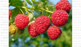 Sănătate Remedii naturiste