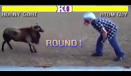 Funny video Ovine vs. Oameni