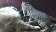 Funny video Pisicile pot fi crude uneori... 