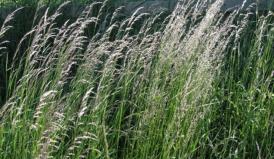 voceaconstantei.ro Remedii naturiste - Pirul, o buruiană cu leacuri multiple