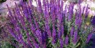 voceaconstantei.ro Remedii naturiste. Salvia, salvarea organismului