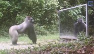 Funny video Reacţia animalelor sălbatice când se văd in oglindă