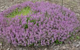 Sănătate Remedii naturiste - Cimbrișorul, antibioticul cel mai la îndemână 