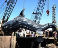 Cum se pescuiește un gigant