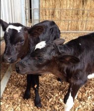 La Cogealac Percheziții la suspecți de furturi de animale (video)