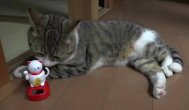 Funny video Pisica care imită o figurină japoneză