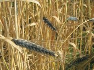 CN APMC anunţă dublarea traficul de cereale  în primul semestru al anului 2015