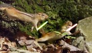 Funny video Veveriţe Star Wars