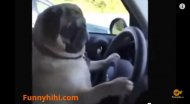 Funny video Animale simpatice 