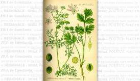 Sănătate Efectele miraculoase ale consumului de coriandru