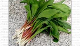 Remedii naturiste Leurda, „planta mileniului trei”