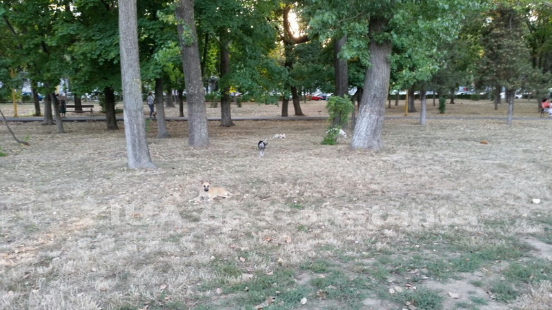 o oaza de liniste inconjurata de caini vagabonzi in parcul tabacarie galerie foto 559873
