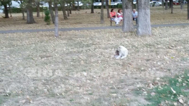 o oaza de liniste inconjurata de caini vagabonzi in parcul tabacarie galerie foto 559873