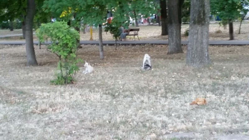 o oaza de liniste inconjurata de caini vagabonzi in parcul tabacarie galerie foto 559873
