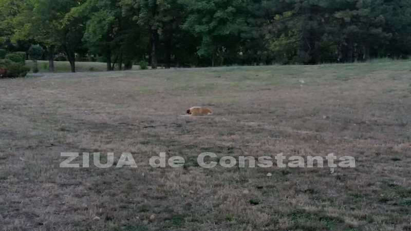 o oaza de liniste inconjurata de caini vagabonzi in parcul tabacarie galerie foto 559873
