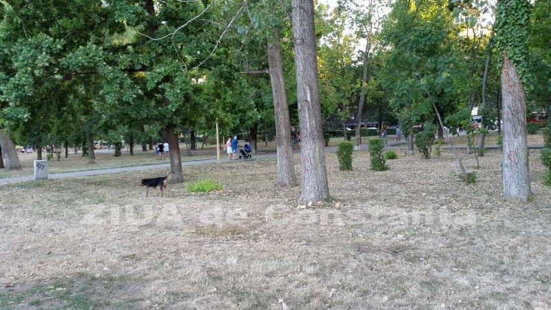 o oaza de liniste inconjurata de caini vagabonzi in parcul tabacarie galerie foto 559873