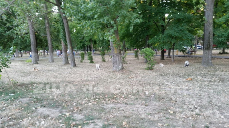 o oaza de liniste inconjurata de caini vagabonzi in parcul tabacarie galerie foto 559873