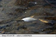 Canicula omoară peştii din Dunăre